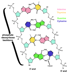 DNA chemical structure.png