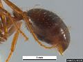 File:Red imported fire ant abdomen.jpg