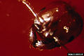File:Red imported fire ant -- close-up of head.jpg