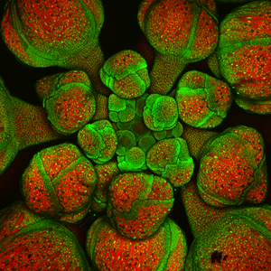 Cell size patterning in Arabidopsis flowers.png
