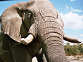 An elephant in Angola (CC) Photo: Martin Begrich