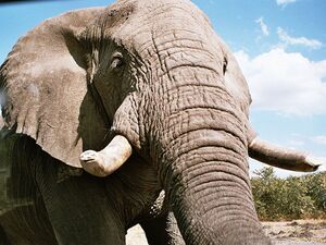 Angolan elephant.jpg