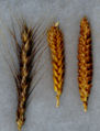 Typical mature heads of modern wheat.