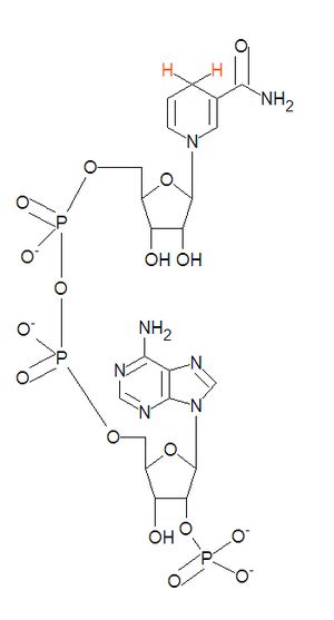 Nicotinamide adenine dinucleotide phosphate.jpg